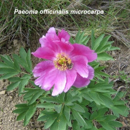 Paeonia officinalis microcarpa 02 Alcubierre
