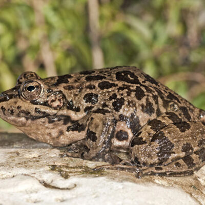 Rana comun (Pelophylax perezi)