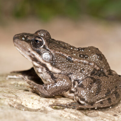 Rana comun (Pelophylax perezi)