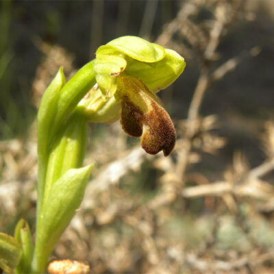               Ophris lupercalis