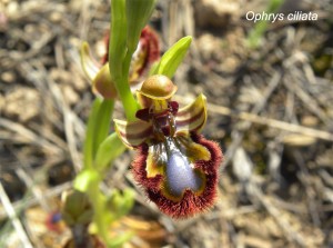 Ophrys-ciliata