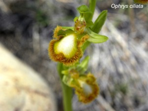 Ophrys-ciliata B