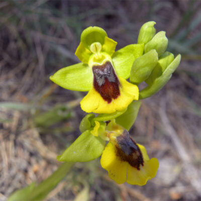                  Ophrys lutea