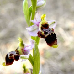               Ophrys scolopax