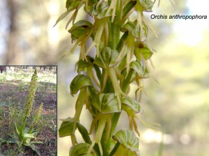 Orchis-anthropophora