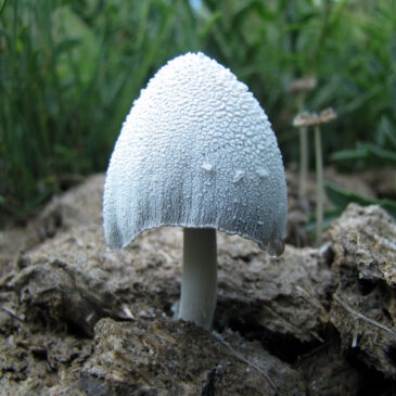 Primer premio de fotografía 2013 del grupo micológico Caesaraugusta