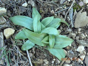 Ophrys tenthrendinifera  La misma planta fotografiada el 04-01-2015