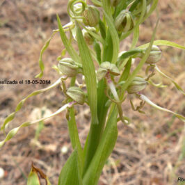 Himantoglossum hircinum Fotografía realizada el 18-05-2014