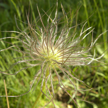 BOTÁNICA. EXCURSIÓN A RÓDENAS Y GRIEGOS (Teruel)