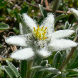 Leontopodium alpinum flor