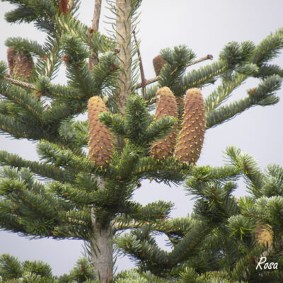 Abies alba
