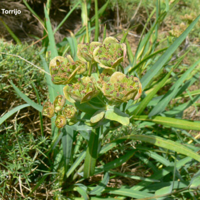 Bupleurum angulosum