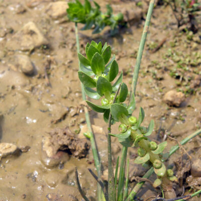 Elatine alsiniasrtrum