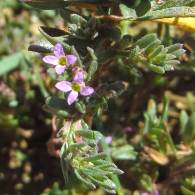 Lythrum thymifolia Flor