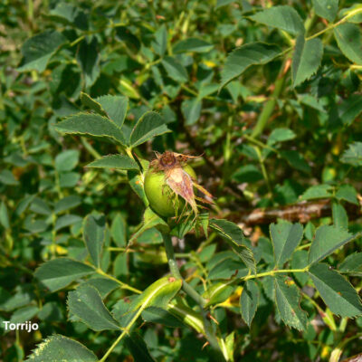 Rosa canina squarrosa