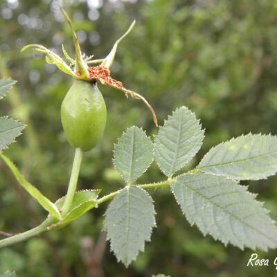 Rosa elliptica