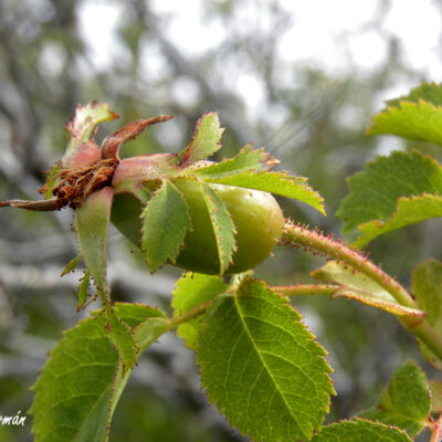 Rosa jacetana