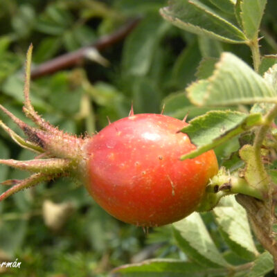 Rosa villosa