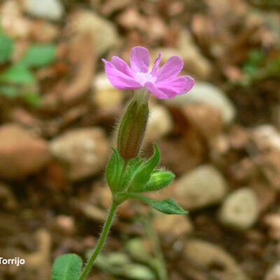Silene dioica