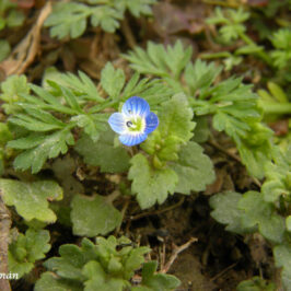 Veronica polita 10-01-2016