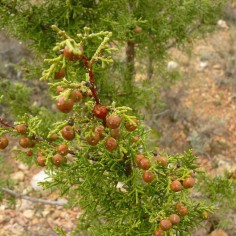 Sabina negra (Juniperus phoenicea)