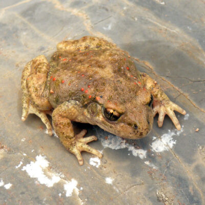 Sapo partero (Alytes obstetricans)