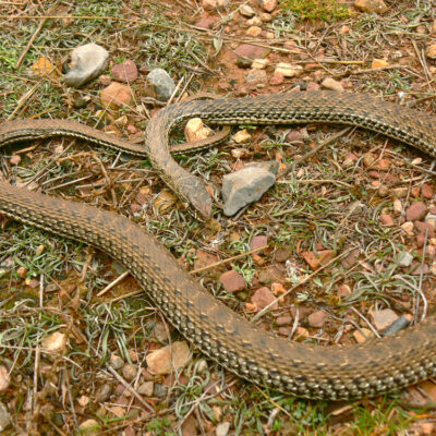 Culebra bastarda (Malpolon monspessulanus)