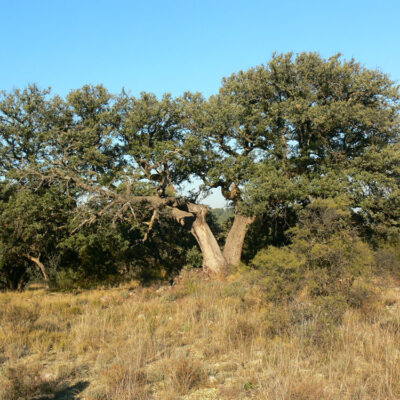 Encina (Quercus ilex)