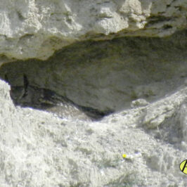 Buho Real (Bubo bubo)