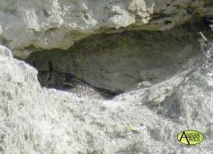 Buho Real (Bubo bubo)