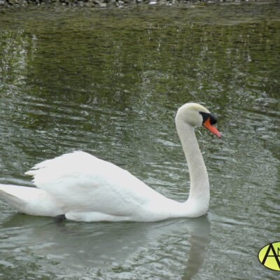 Cisne Vulgar (Cygnus olor) Parque del Agua