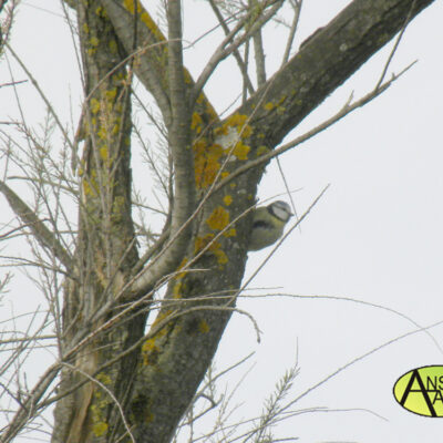 Herrerillo Común (Parus caeruleus) Soto Ranillas 2