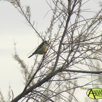 Herrerillo Común (Parus caeruleus) Soto Ranillas