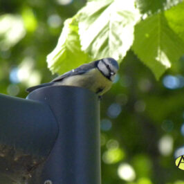 Herrerillo común (Cyanistes caeruleus)