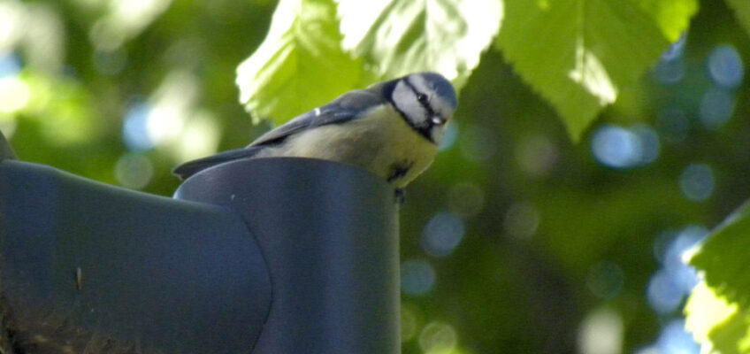 Herrerillo común (Cyanistes caeruleus)