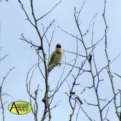 Jilguero  (Carduelis carduelis)   Soto de Ranillas