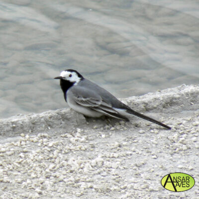 Lavandera Blanca (Motacilla alba) Parque del Agua