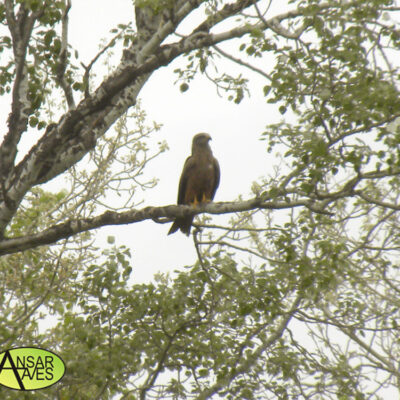 Milano Negro (Milvus migrans) Soto de Ranillas