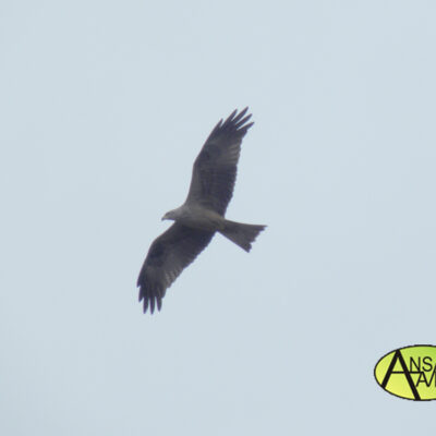 Milano Negro en vuelo (Milvus migrans) Soto de Ranillas
