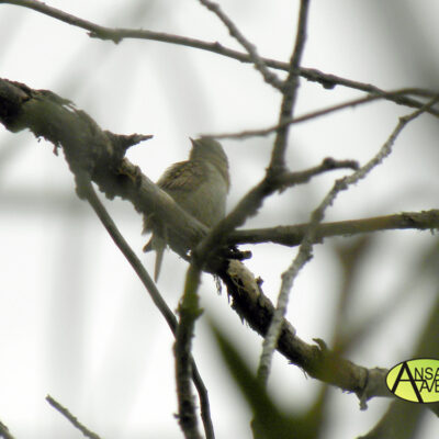 Torcecuello (Jynx torquilla) Soto Ranillas