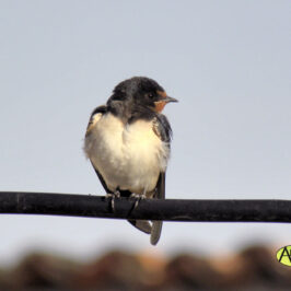 Golondrina (Hirundo rustica)