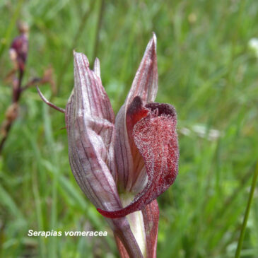 BOTÁNICA. EXCURSIÓN A GRIEGOS (Teruel)