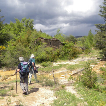 BOTÁNICA. Bentué de Nocito-Barranco d‘Abellada (Huesca)