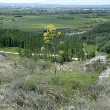 Botánica – Paseando por Juslibol (Zaragoza)