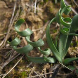 Sternbergia colchiciflora