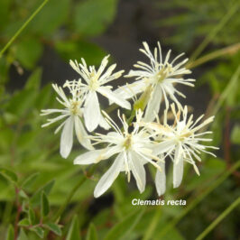 Clematis recta-Flor