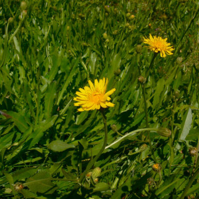 Crepis conyzifolia