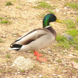 Ánade azulón (Anas platyrhynchos)