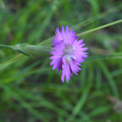 Dianthus benearnensis 
