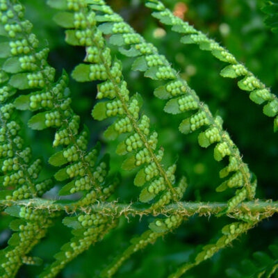 Dryopteris filix-mas